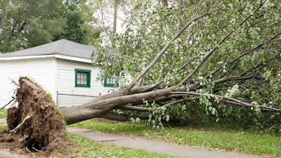 Wie vergoedt de schade van vallende takken in de tuin van de buren?