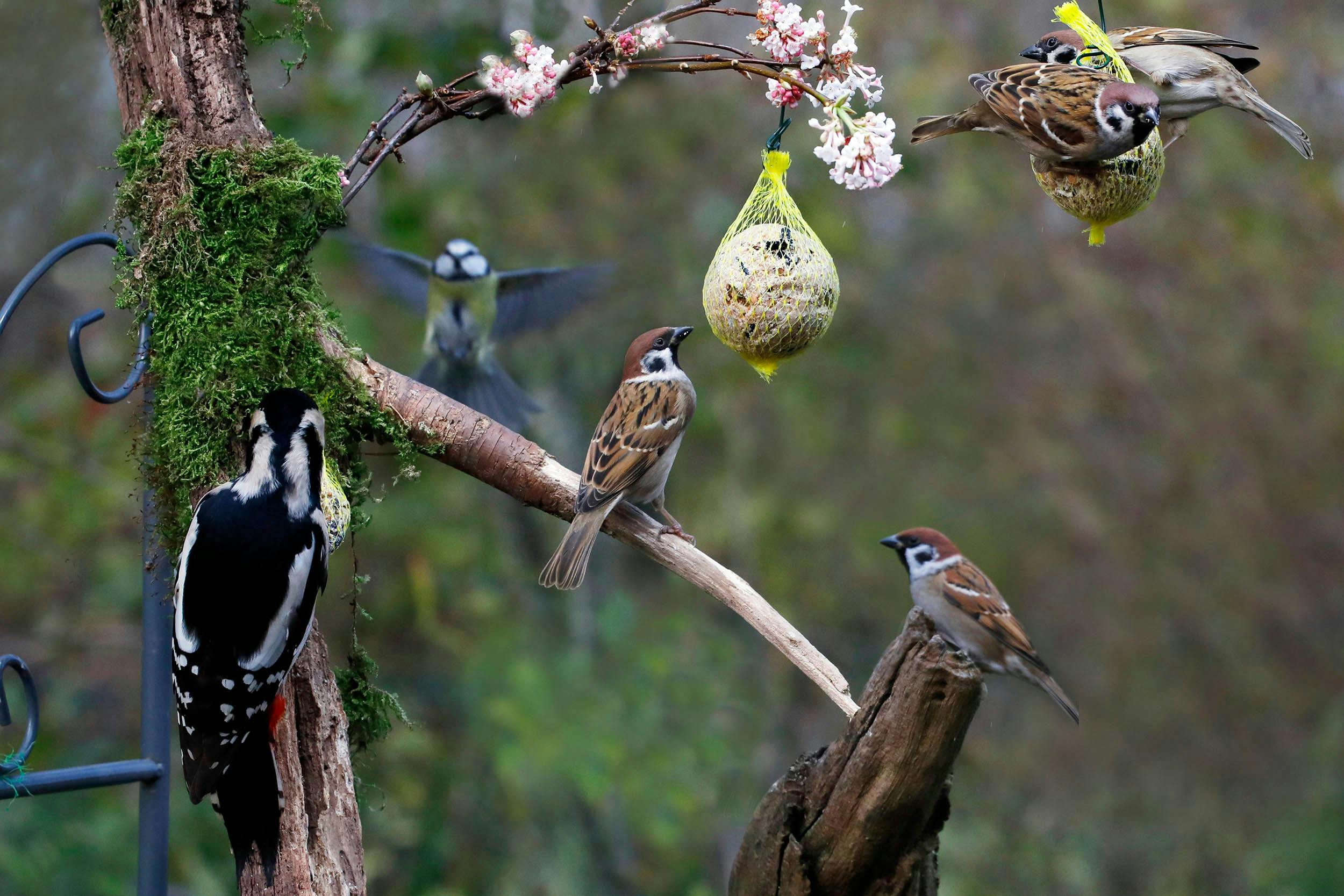 Vogels in de tuin voeren