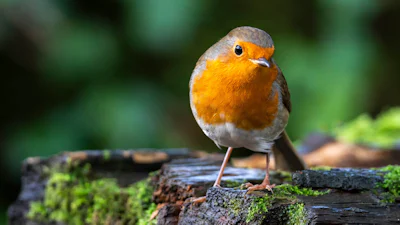 Lach eens (naar het) vogeltje! Zo fotografeer je tuinvogels