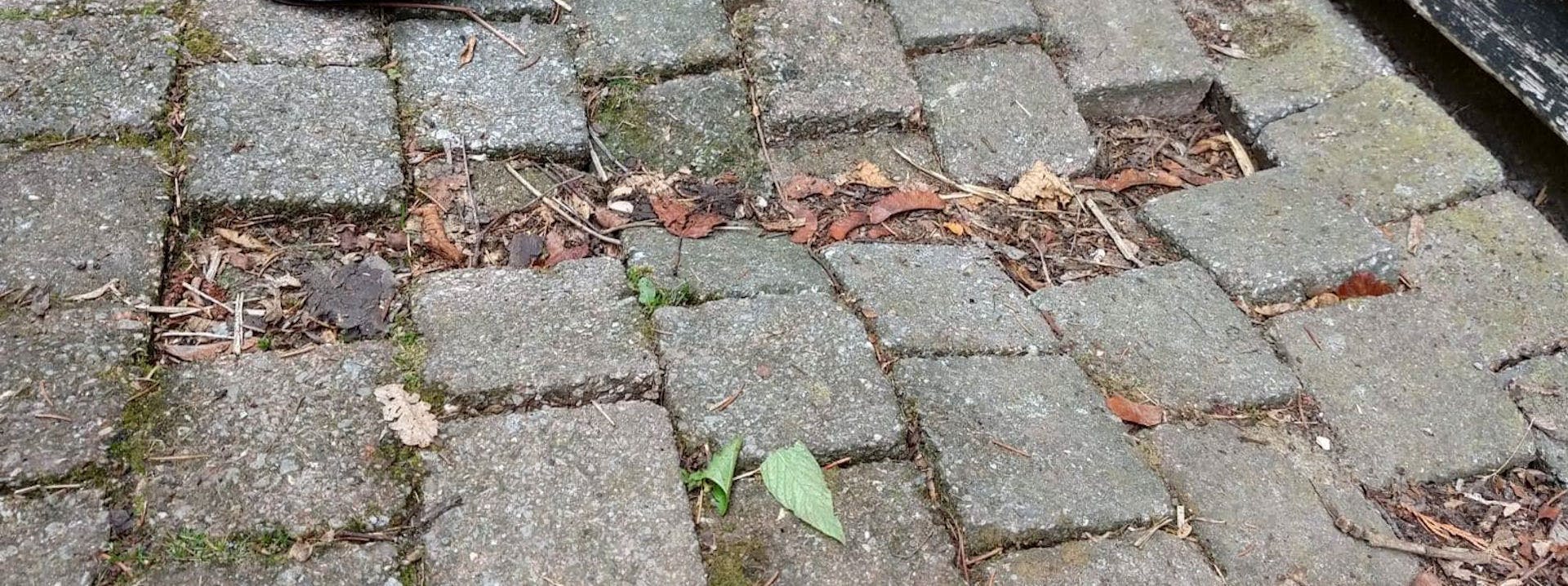 Mollen graven gangen en die kunnen ervoor zorgen dat je bestrating verzakt.