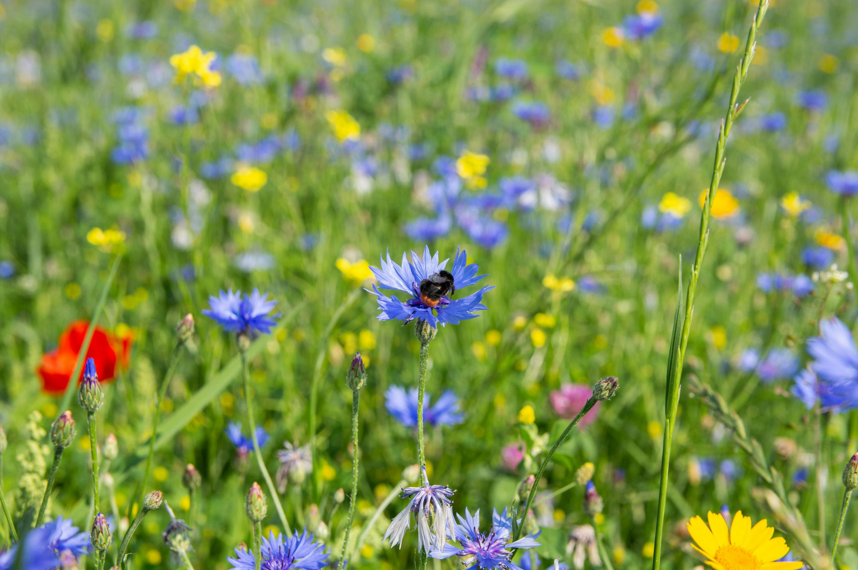 Gratis een zakje wild bloemenzaad aanvragen – help de insecten!