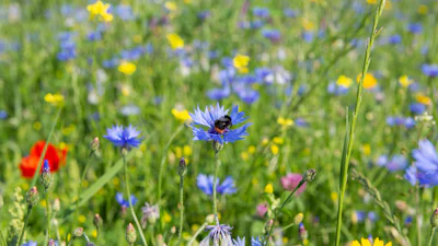 Gratis een zakje wild bloemenzaad aanvragen – help de insecten!