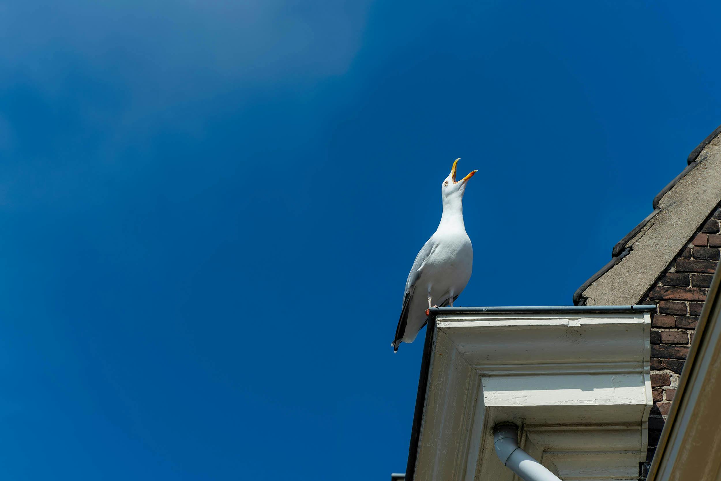 Dit kun je doen tegen meeuwenoverlast
