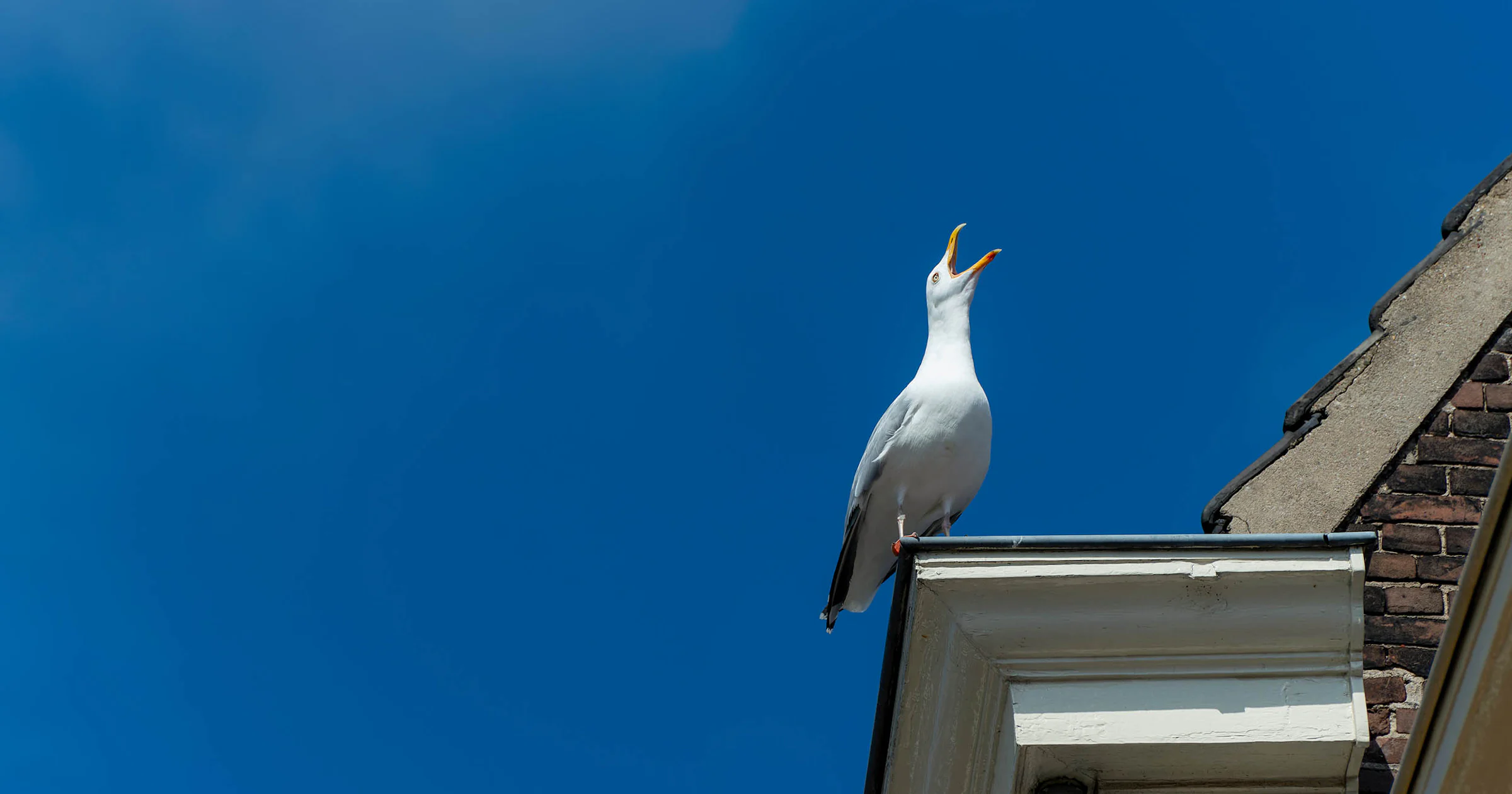 Dit kun je doen tegen meeuwenoverlast
