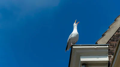 Dit kun je doen tegen meeuwenoverlast