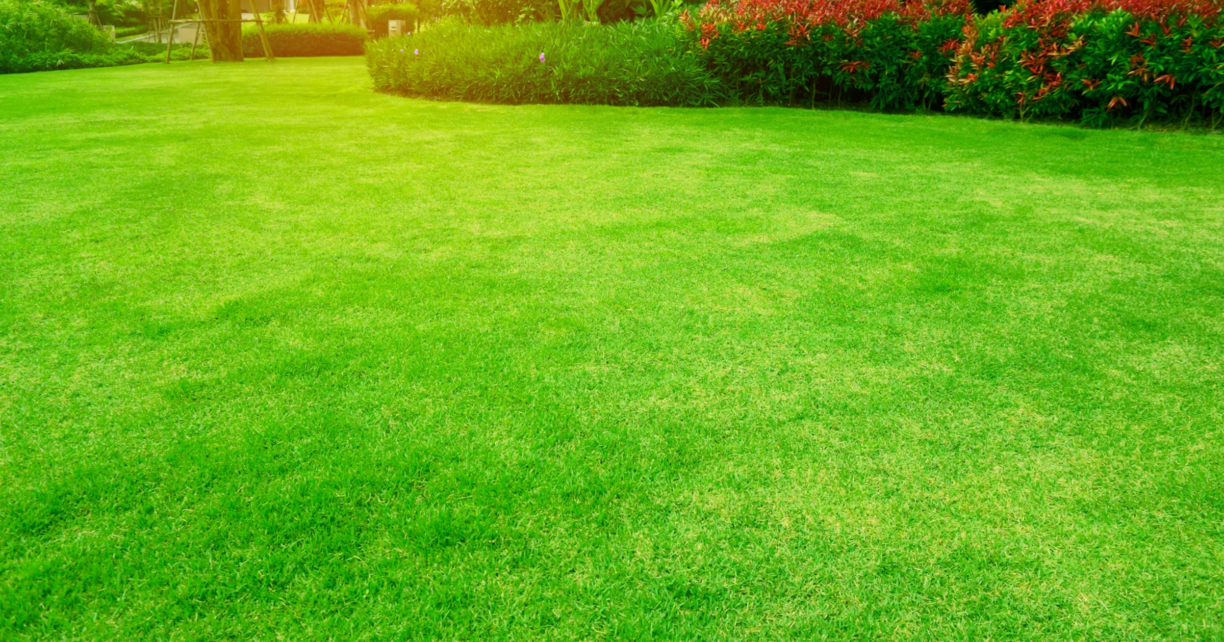 Is het gras bij de buren groener? Zo pak je kale plekken in het gazon aan