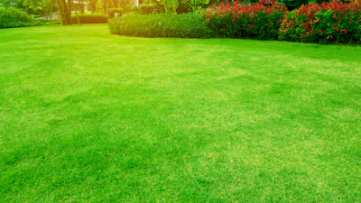 Is het gras bij de buren groener? Zo pak je kale plekken in het gazon aan