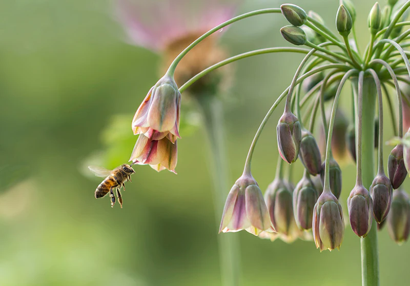 De mooiste botanische tuinen om te fotograferen