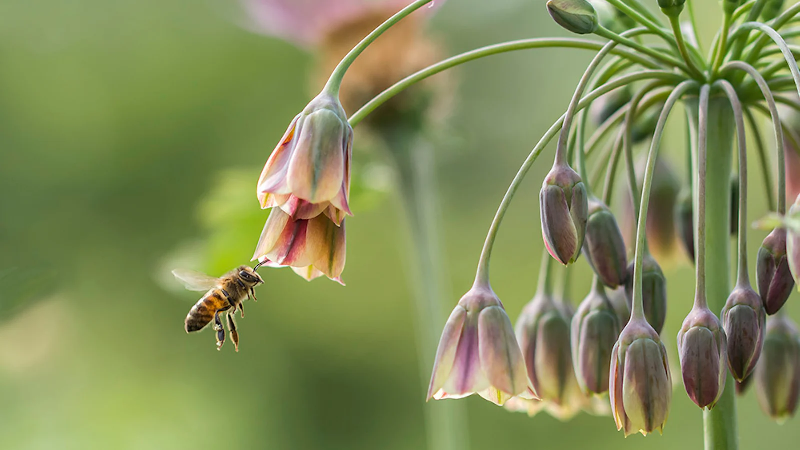 De mooiste botanische tuinen om te fotograferen