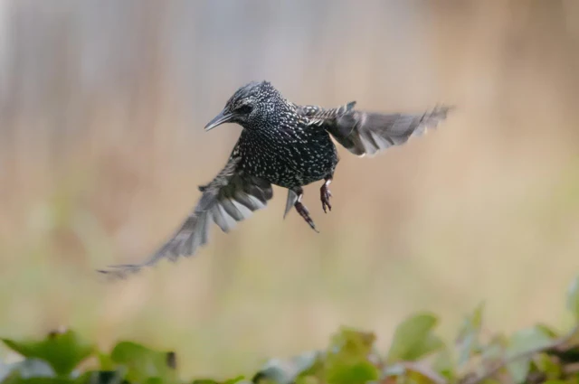 Workflow in Lightroom: een vogel in vlucht van begin tot eind