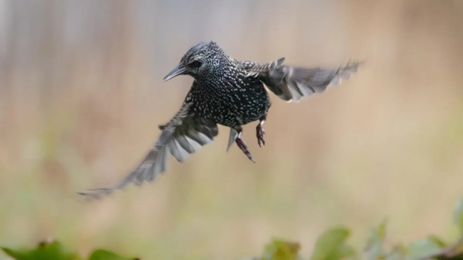 Workflow in Lightroom: een vogel in vlucht van begin tot eind