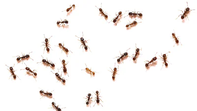 🐜 Nooit meer mierenoverlast in huis? Bestrijden en voorkomen doe je zo