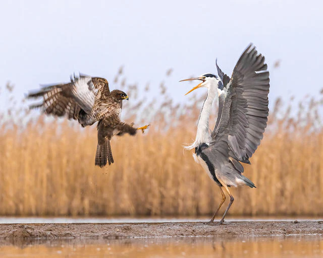 Vogels in actie fotograferen doe je zo!