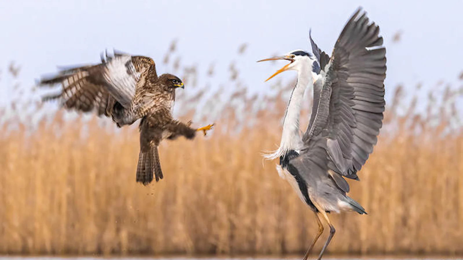 Vogels in actie fotograferen doe je zo!