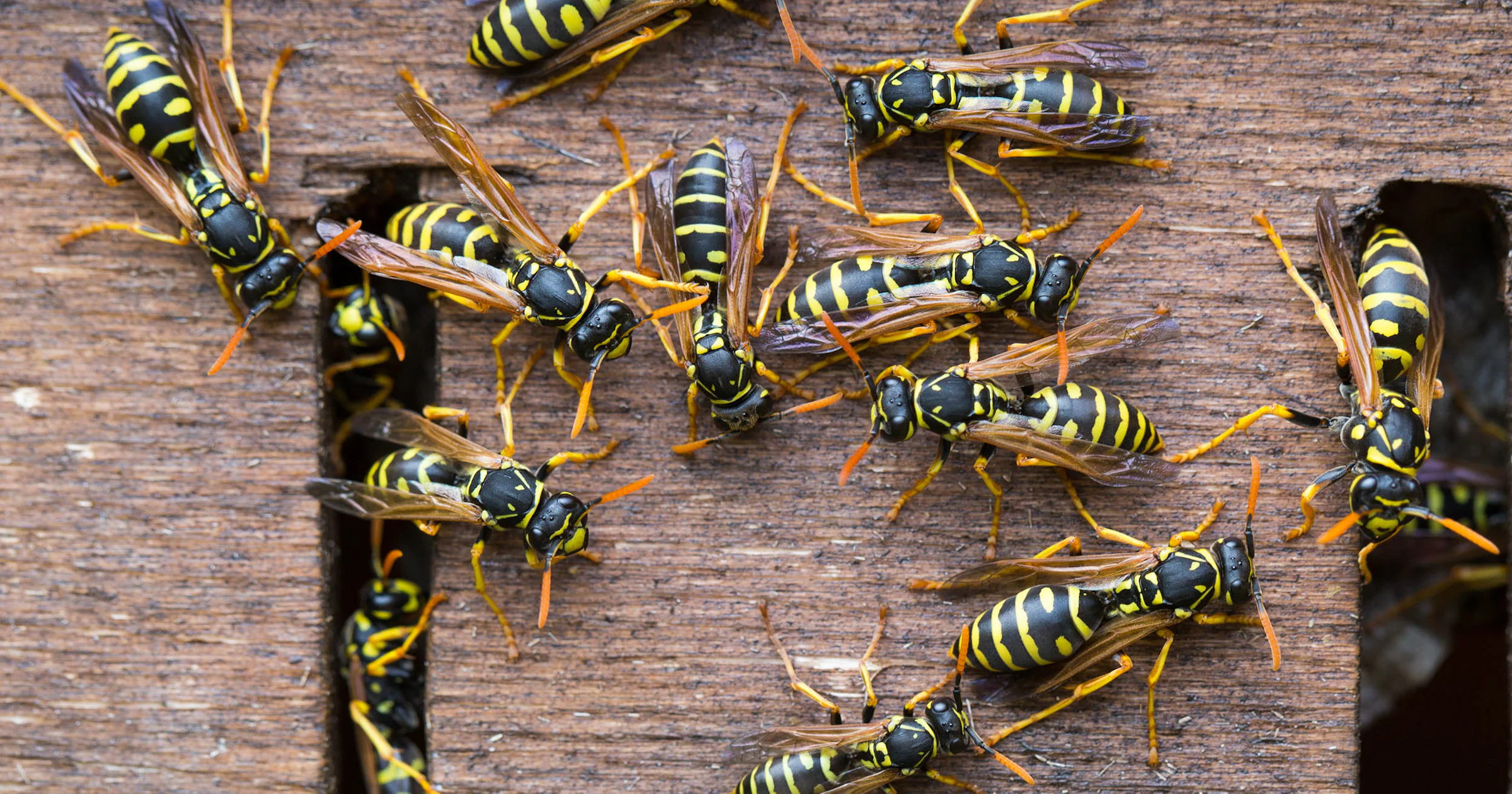 🐝 Last van wespen in de tuin? Dit kun je ertegen doen