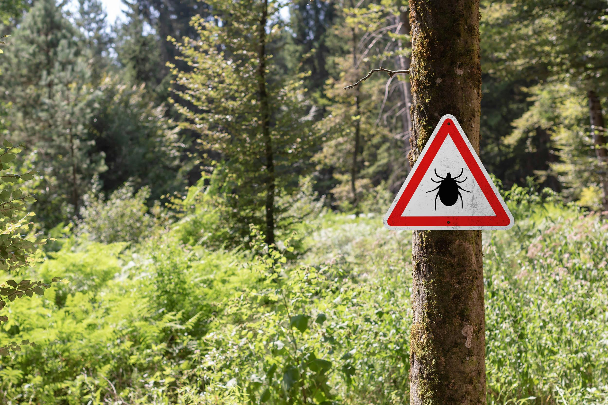 Gebeten door een teek? Dit moet je doen (en dit vooral niet!)