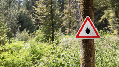 Gebeten door een teek? Dit moet je doen (en dit vooral niet!)