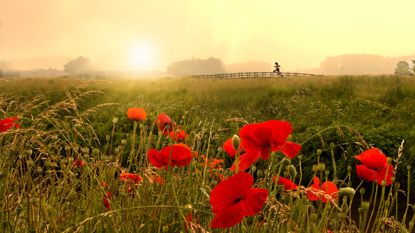 Welke natuur kun je in augustus fotograferen?