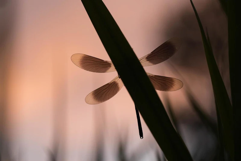 Zo fotografeer je verschillende insecten!