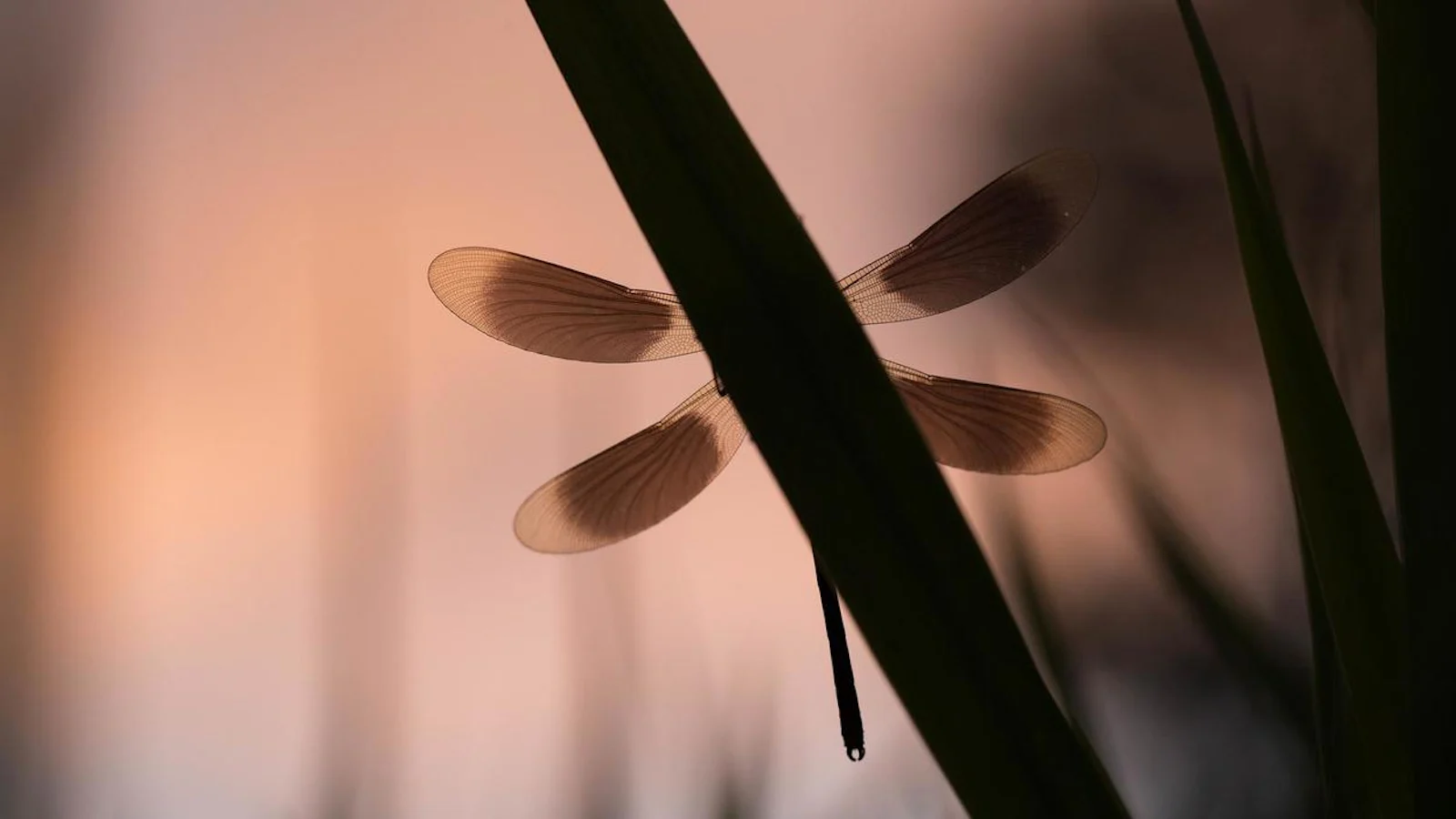 Zo fotografeer je verschillende insecten!