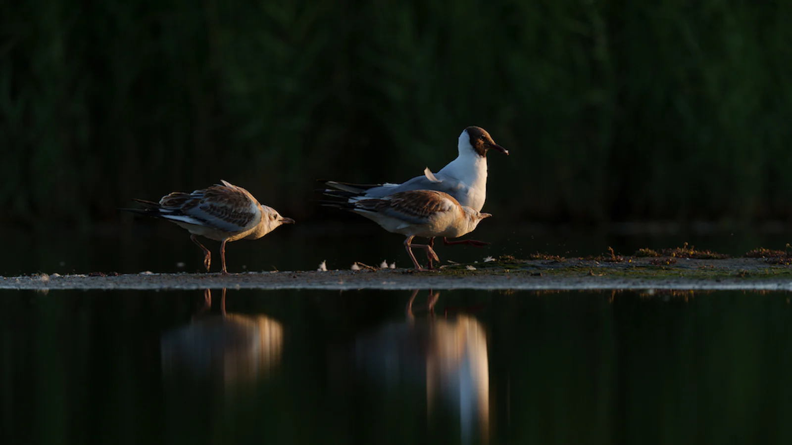 Tips voor het fotograferen van dieren!