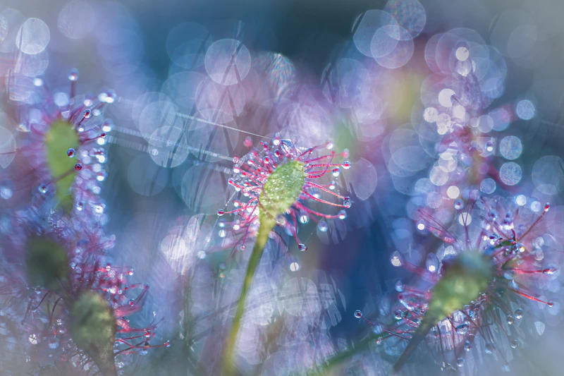 Zo maak je de mooiste bloemenfoto's
