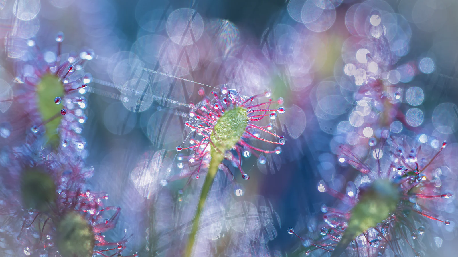 Zo maak je de mooiste bloemenfoto's