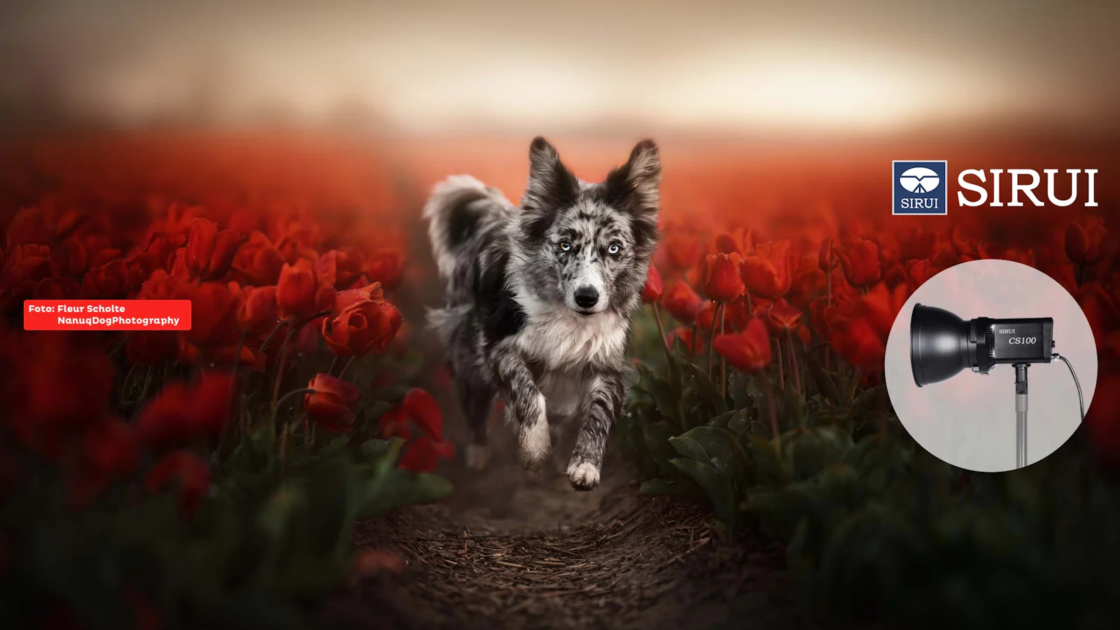 Fotowedstrijd Dieren – doe mee en win