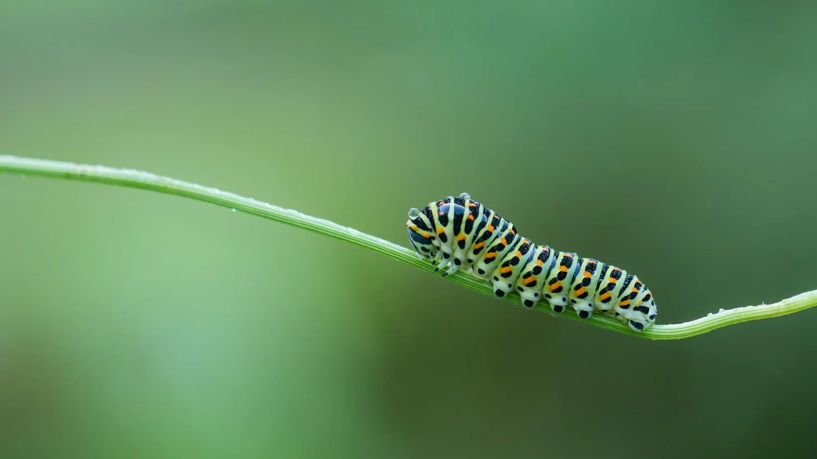 Aan de slag met macrofotografie in de tuin