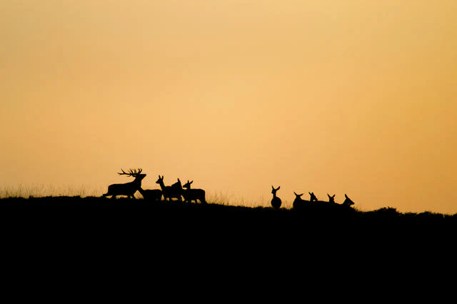 Tips - Wildfotografie in Nederland
