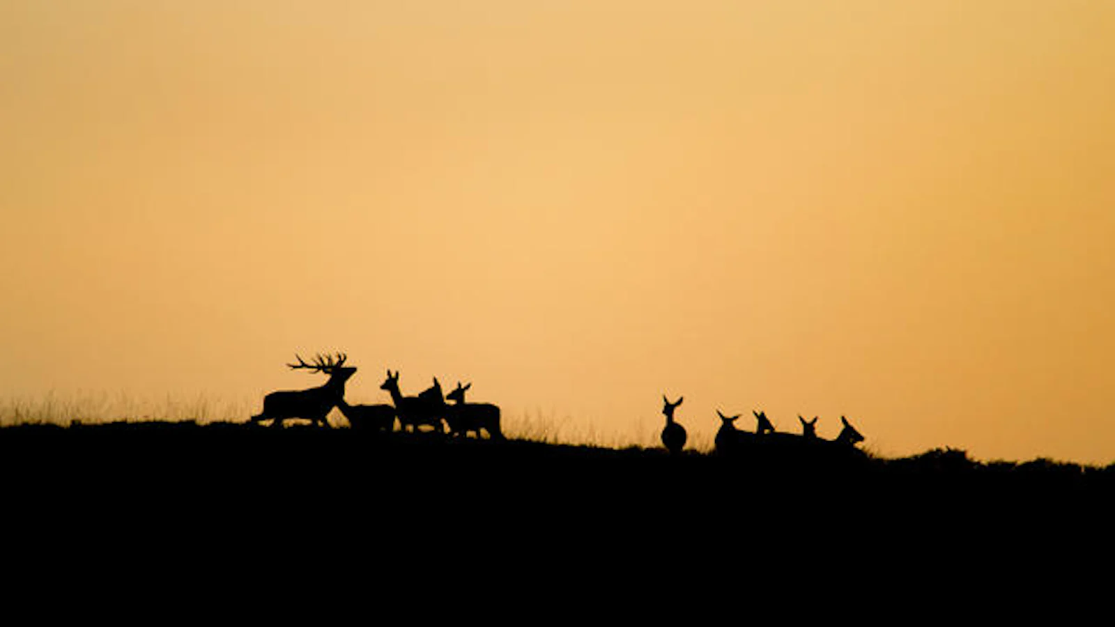 Tips - Wildfotografie in Nederland