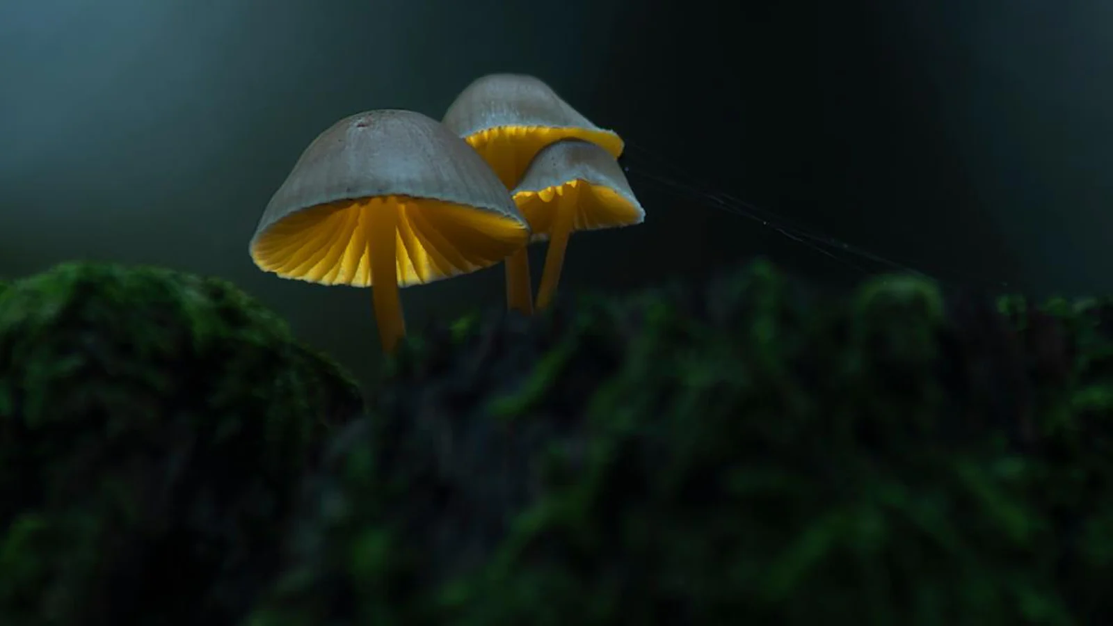 Lightpainting met paddenstoelen doe je zo