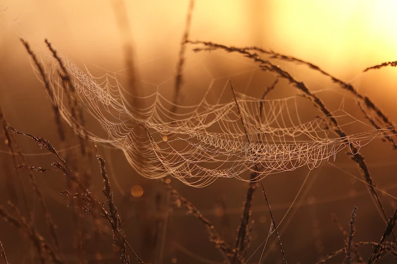 Inspiratie - Natuur fotograferen in de maand september