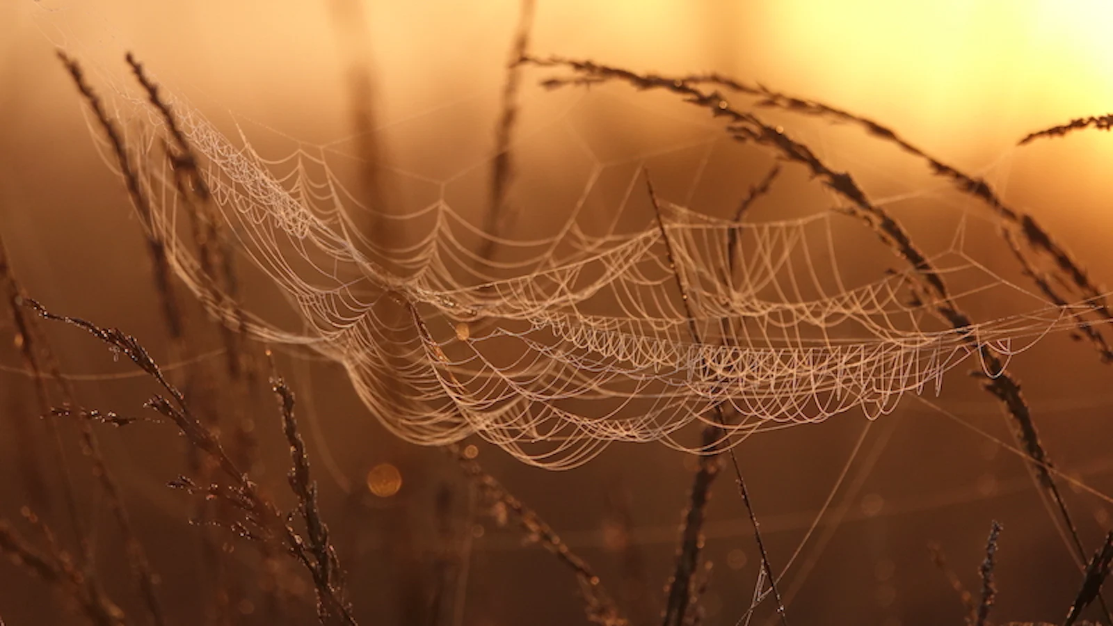 Inspiratie - Natuur fotograferen in de maand september