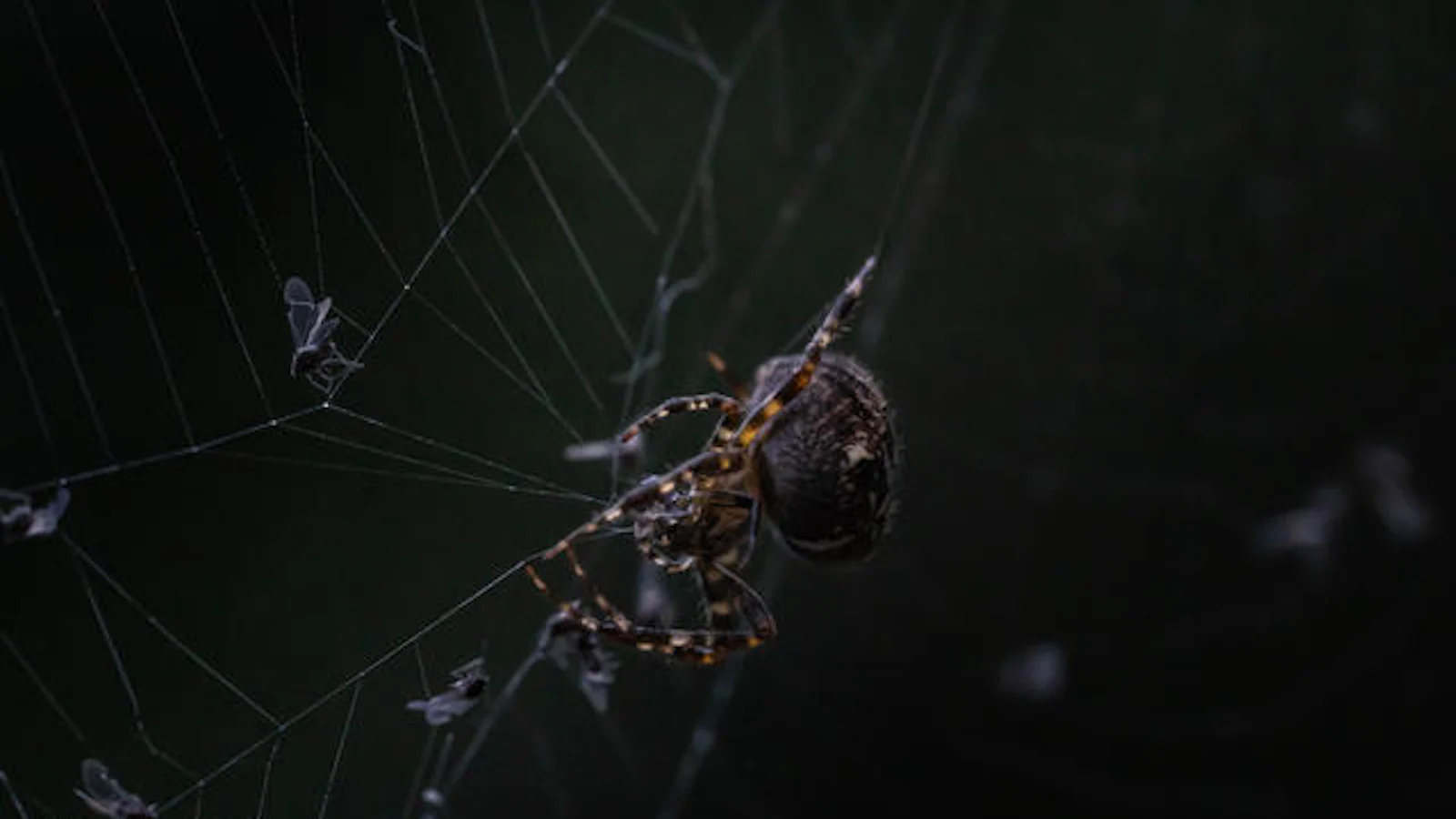 Spinnen en spinnenwebben fotograferen