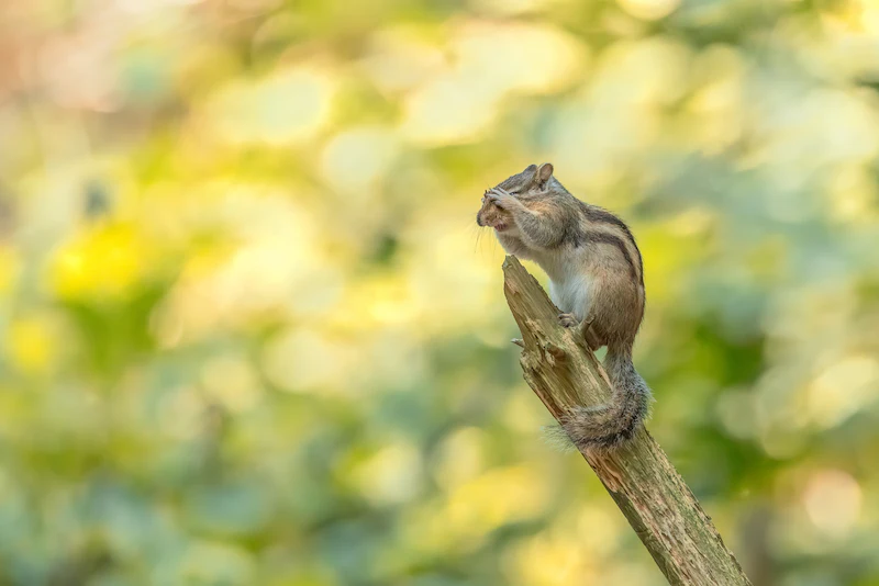 Inspiratie - De lokroep van de natuur!