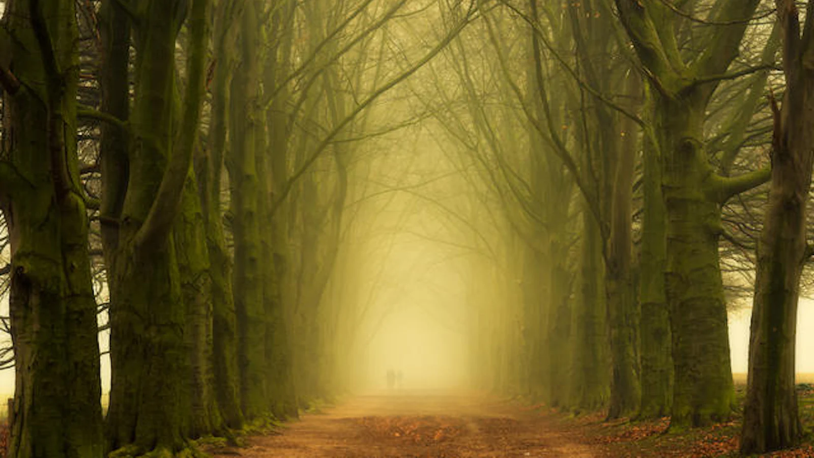 Inspiratie - De aantrekkingskracht van de natuur