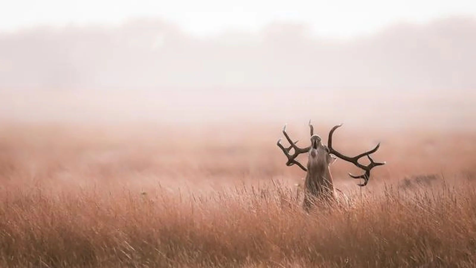 Tips om de hertenbronst te fotograferen!