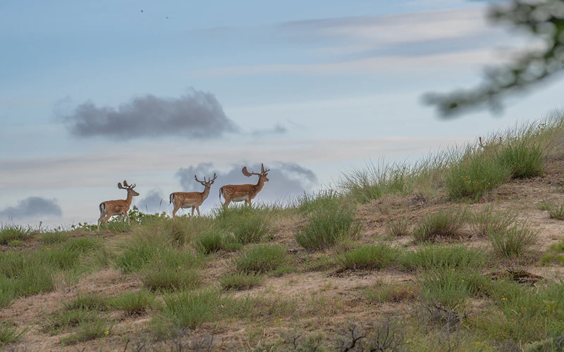 Wildlifefotografie met SIGMA en natuurfotograaf Richard Verroen
