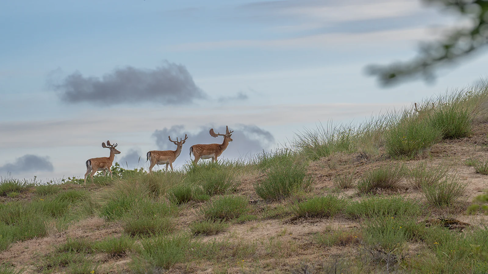 Wildlifefotografie met SIGMA en natuurfotograaf Richard Verroen