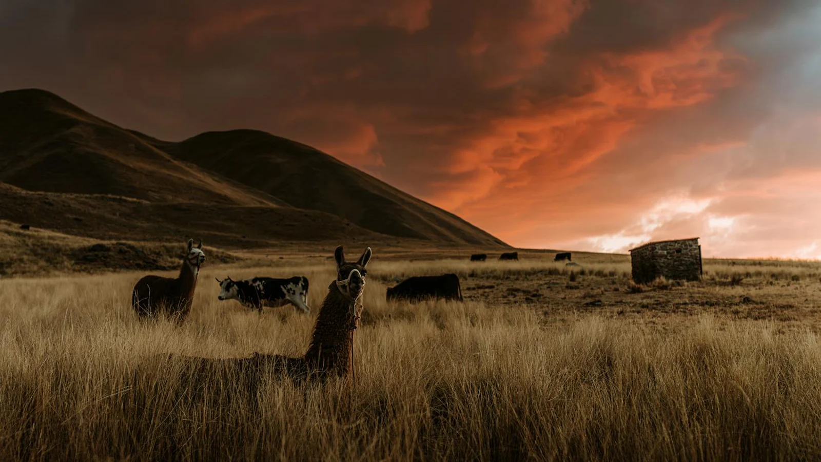 Gezocht: de mooiste fotolocaties van Peru!