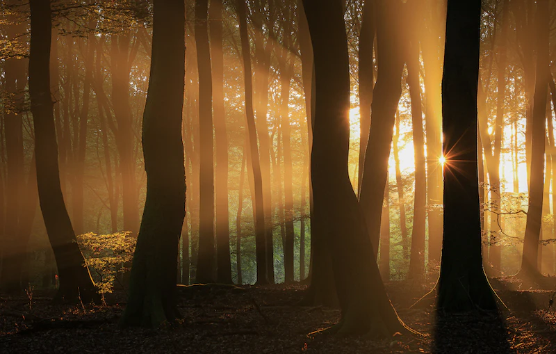 Tips - Zonneharpen in je bosfoto