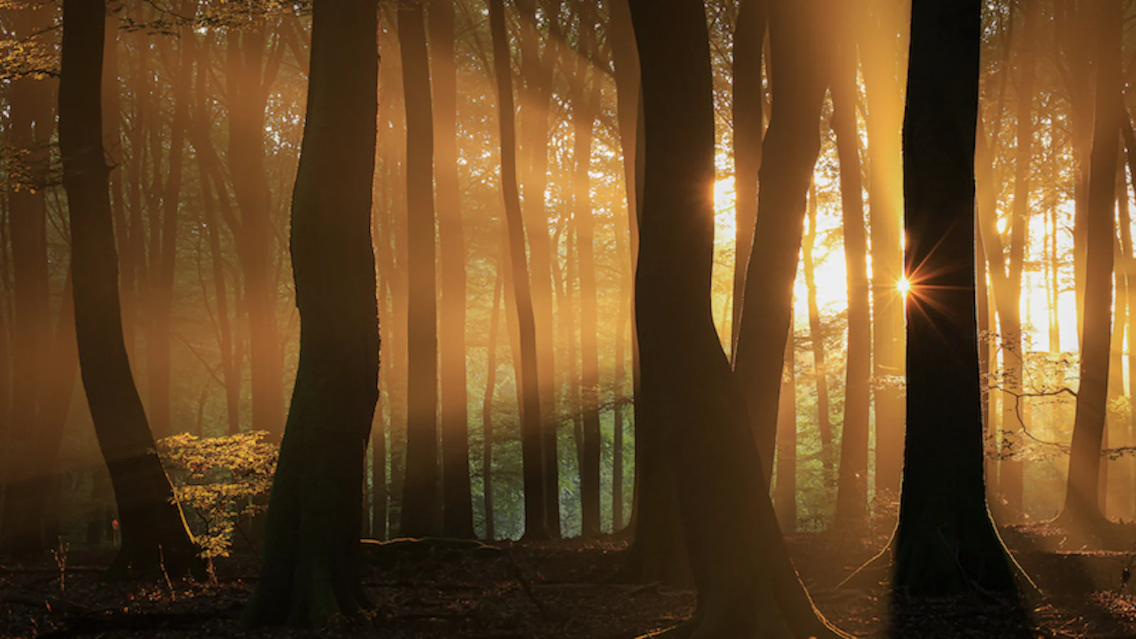Tips - Zonneharpen in je bosfoto