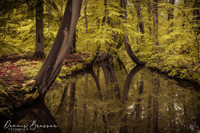 Fotolocaties en tips voor bosfotografie
