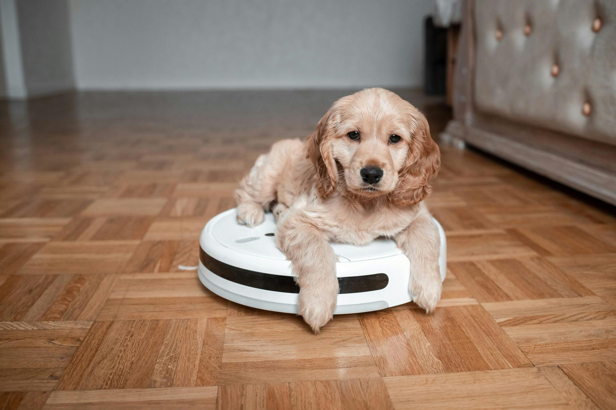Hondje zit op robotstofzuiger