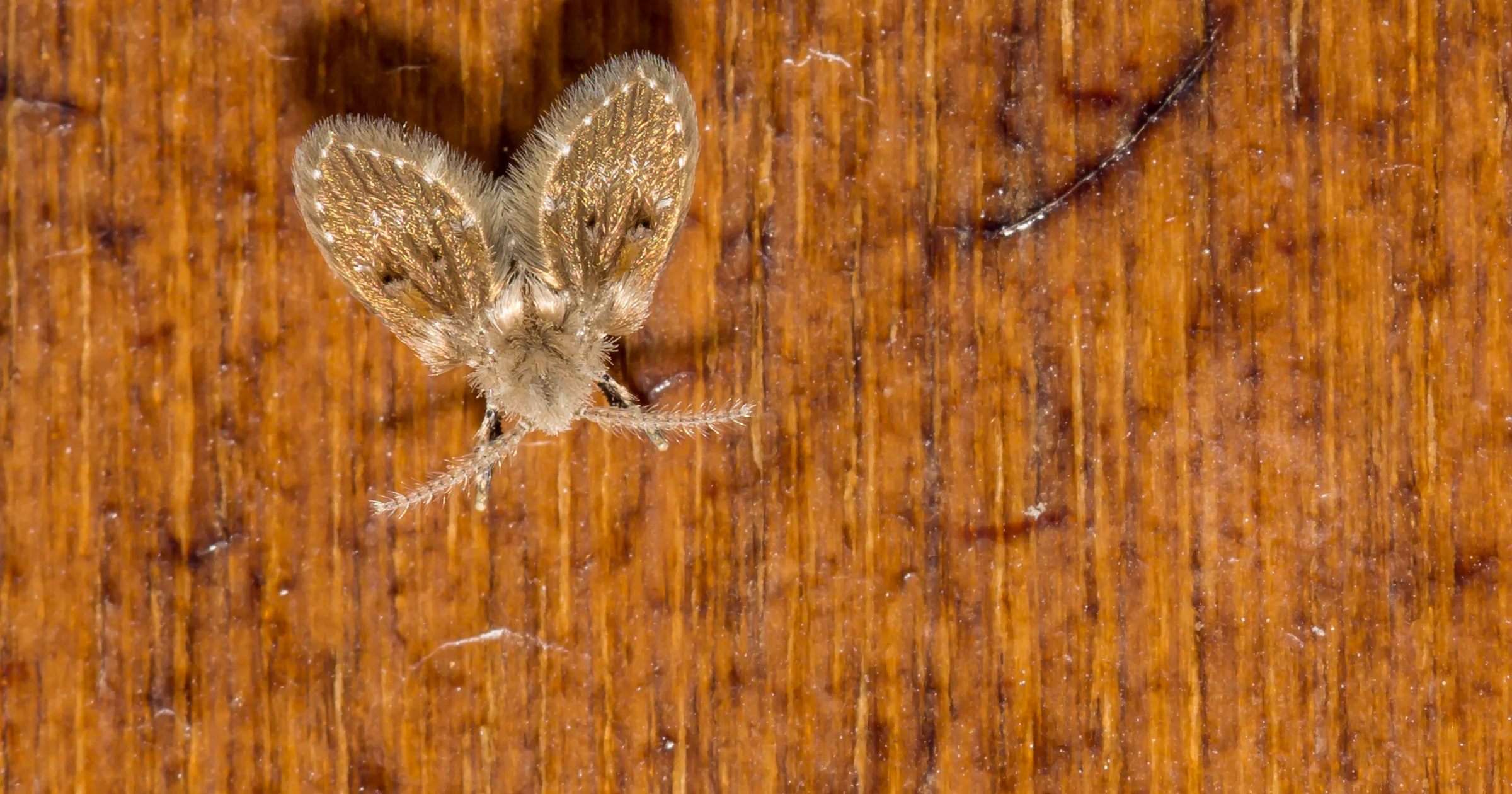 Rioolvliegjes in de douche of gootsteen? Zo krijg je ze weg!