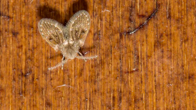 Rioolvliegjes in de douche of gootsteen? Zo krijg je ze weg!