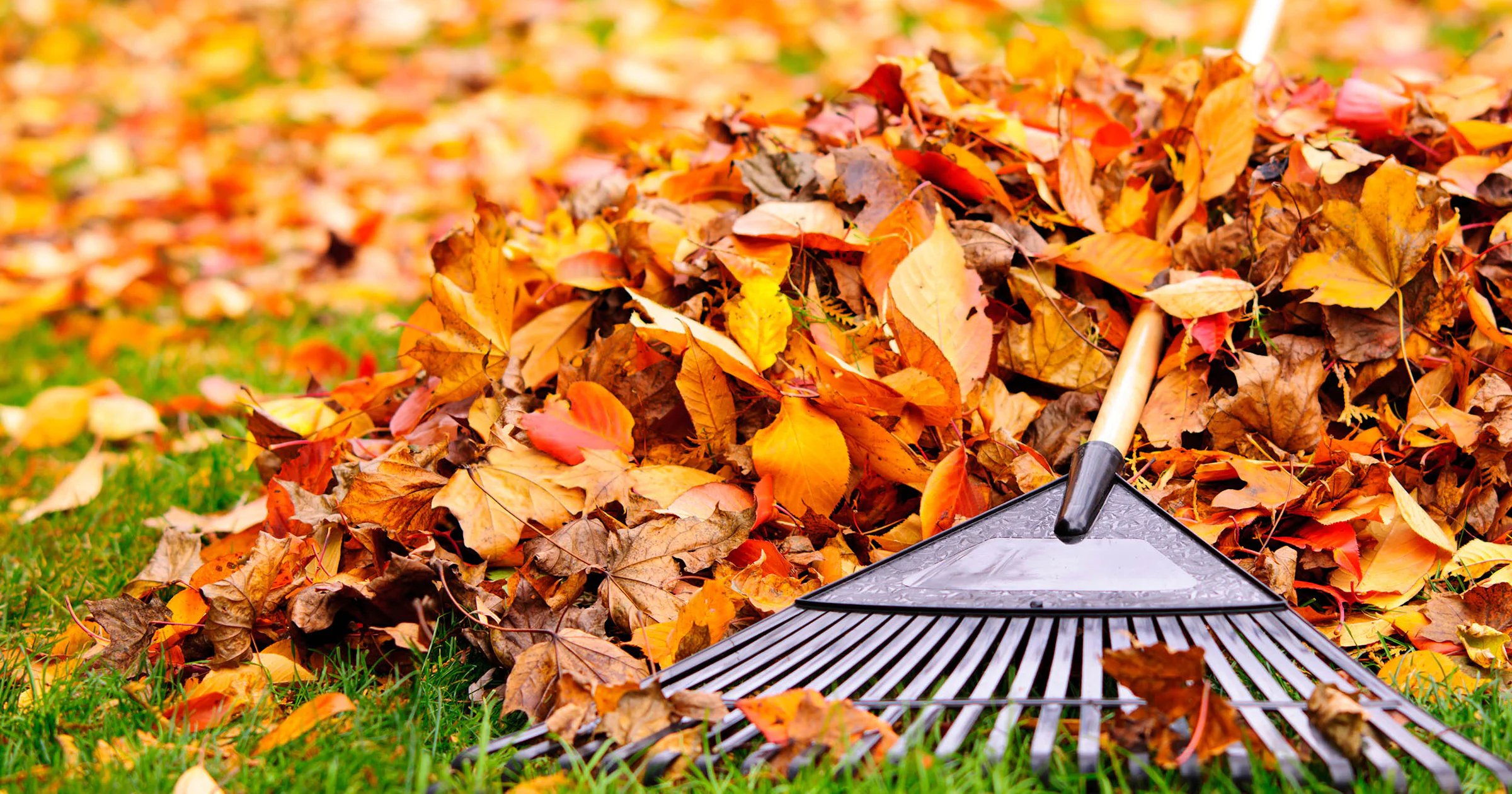 🍂 Voorbereiden op de herfst: deze tuintaken doe je in september