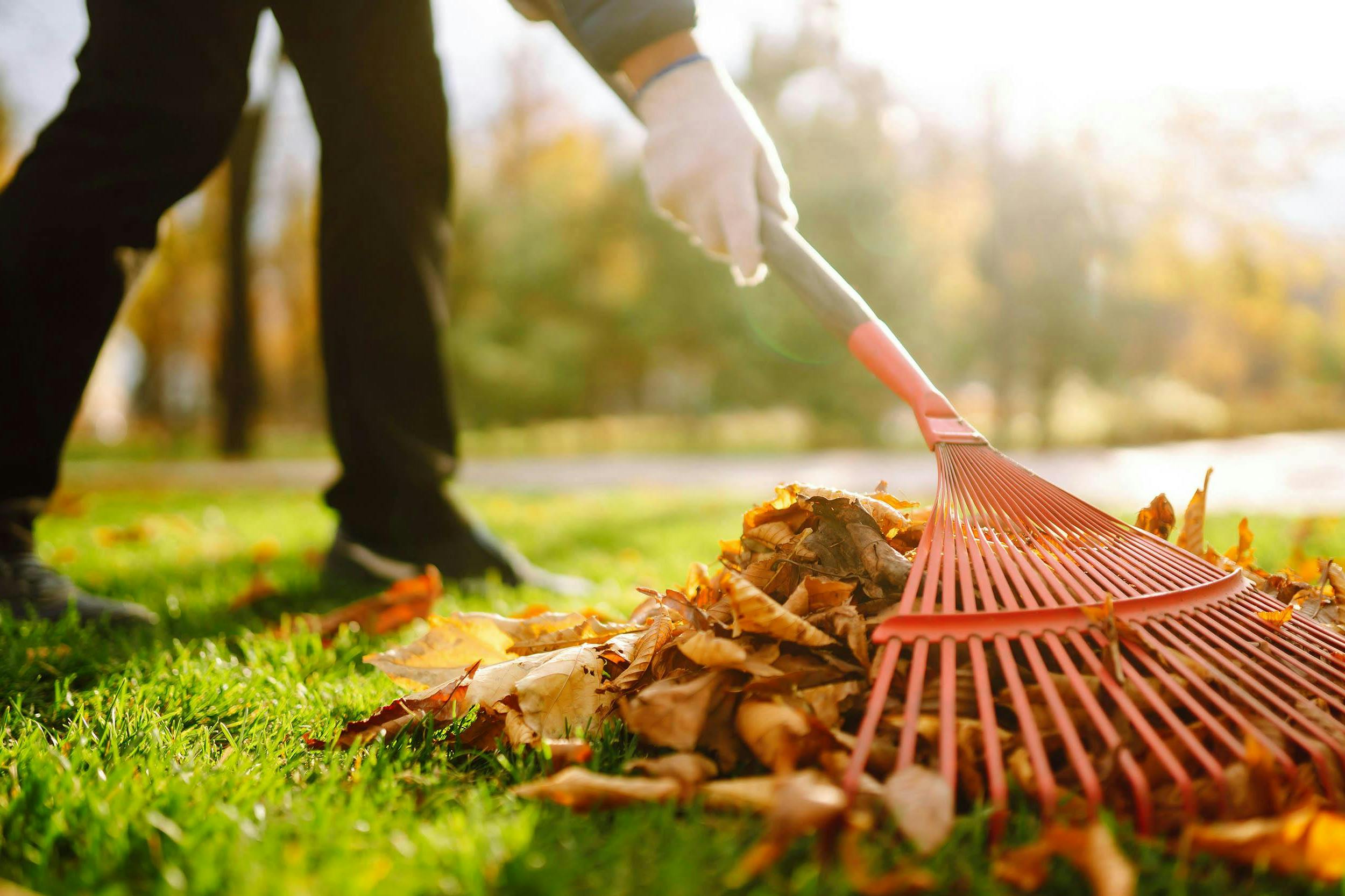Bladeren harken in de herfst