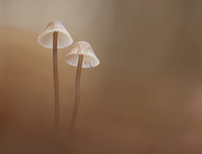Paddenstoelen Zoomdag, 19 en 27 oktober – Meld je nu aan!